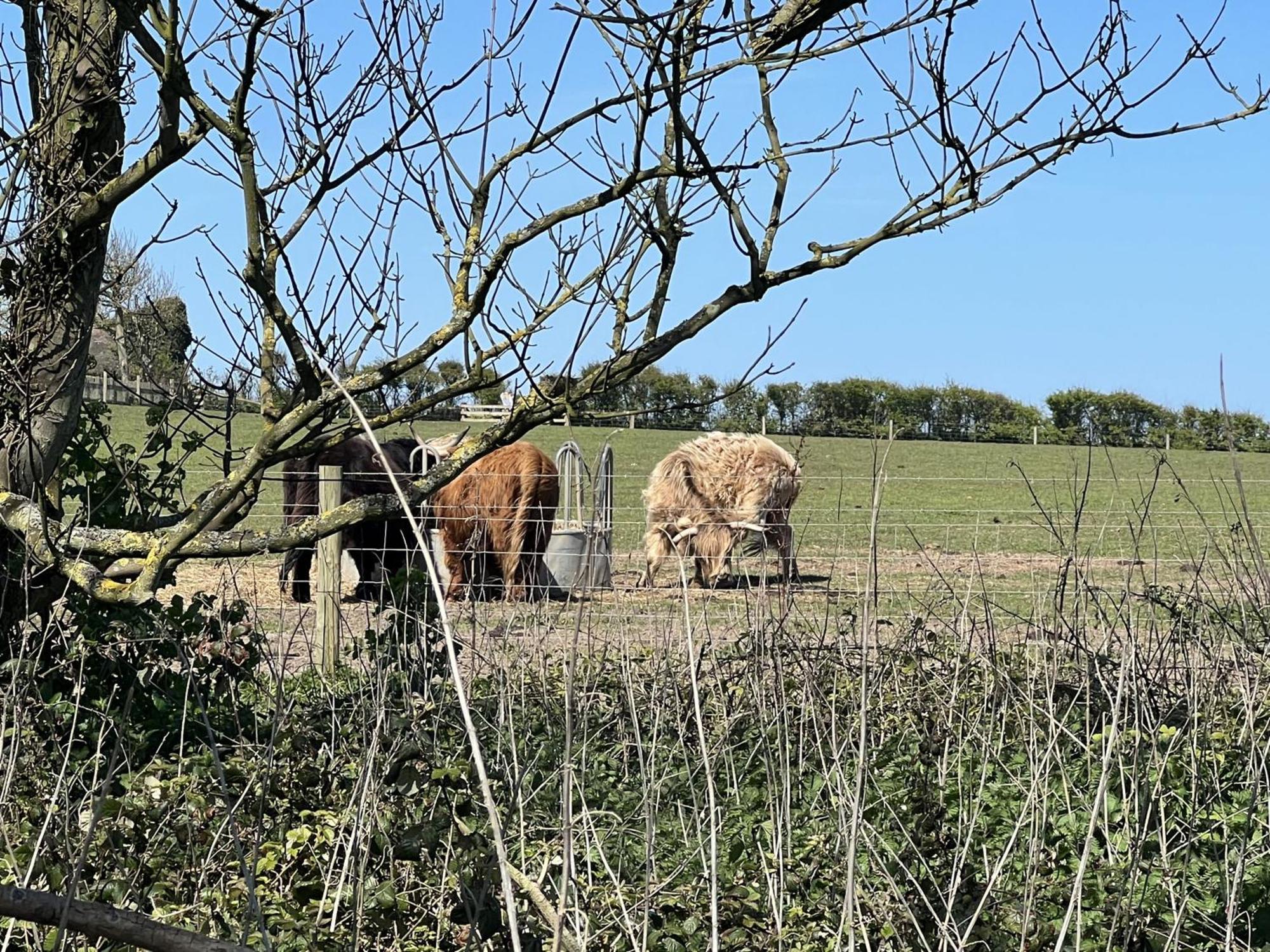 2 Minutes To Happisburgh Beach And Lighthouse Views - Dog Friendly Norfolk Exterior foto
